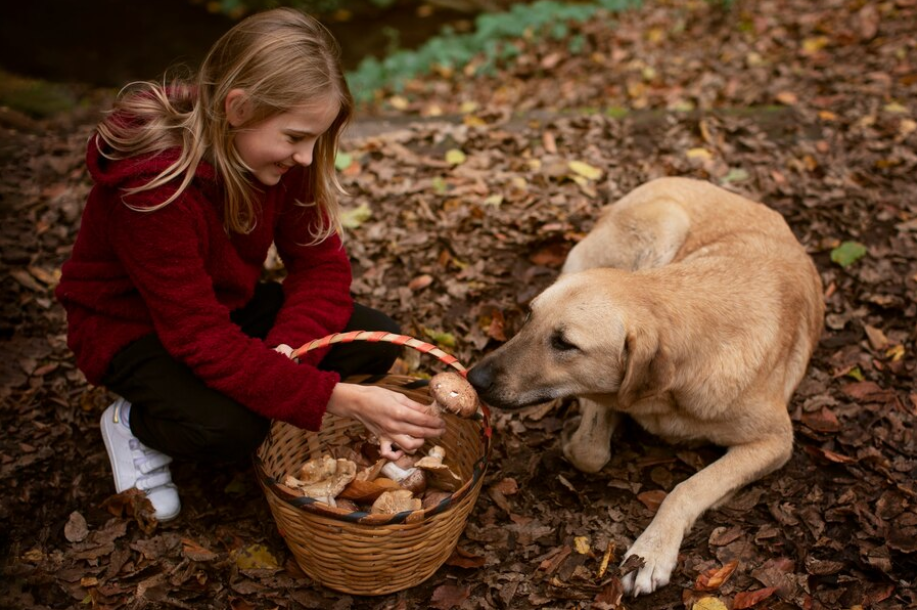 Health provide for pets